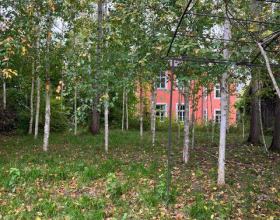 Birkenwäldchen am Institut